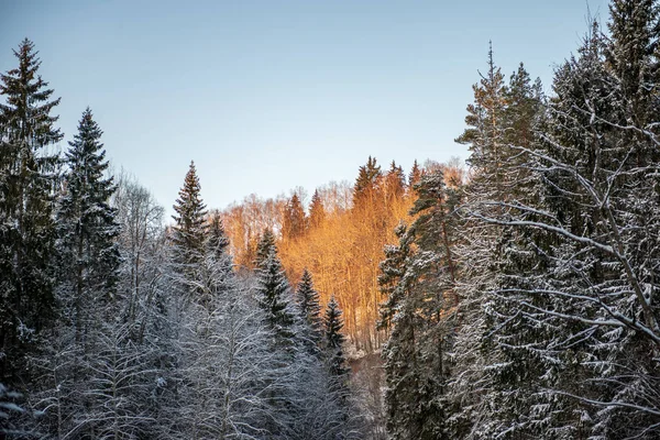 Sol Nascendo Floresta Coberta Neve Pesada Primeiros Raios Luz Brilhando — Fotografia de Stock