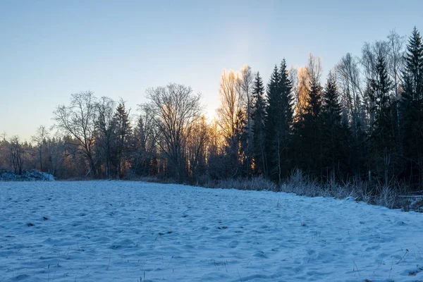 Sole Che Sorge Una Fitta Foresta Innevata Primi Raggi Luce — Foto Stock