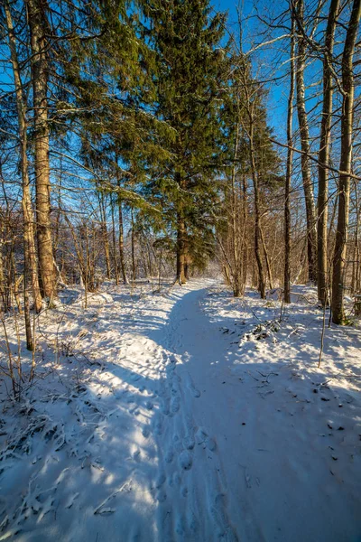 Nap Nehéz Hóval Borított Erdő Emelkedik Első Napsugarak Fény Ragyog — Stock Fotó