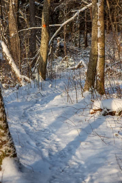 Soleil Levant Dans Forêt Couverte Neige Épaisse Premiers Rayons Lumière — Photo