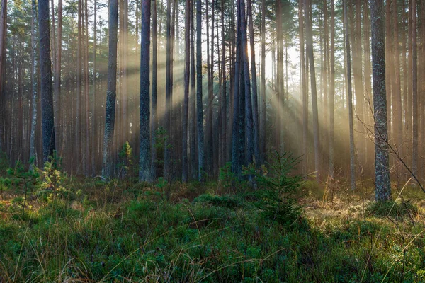 Rayos Luz Natural Del Sol Que Brillan Través Las Ramas —  Fotos de Stock