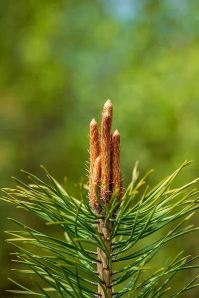 Pine Tree Virágok Gombok Ban Zár Megjelöl Tavasszal Virágzó Fák — Stock Fotó