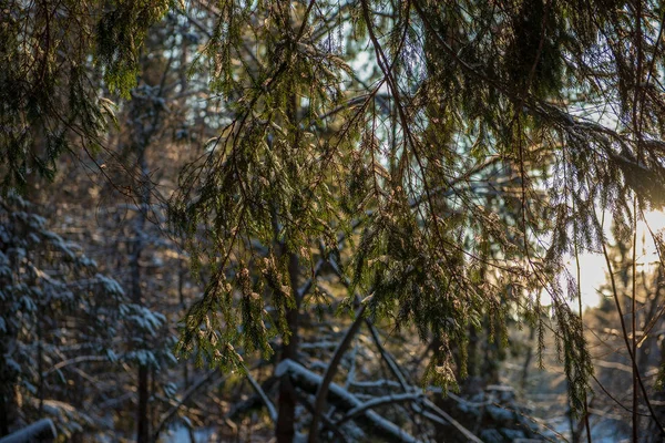 Sol Saliendo Bosque Cubierto Nieve Pesada Primeros Rayos Luz Brillando — Foto de Stock