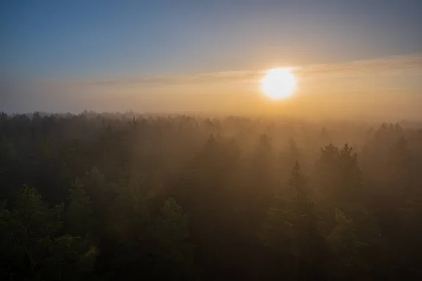 Sol Saliendo Bosque Cubierto Niebla Rayos Sol Niebla Con Baja — Foto de Stock