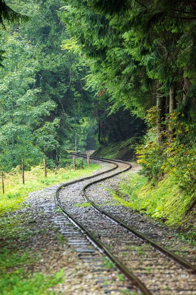 Wavy Log Railway Tracks Wet Green Forest Fresh Meadows Slovakia — Stock Photo, Image