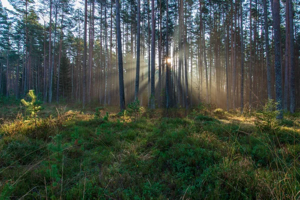 방울에 단풍과 아침에 가지를 빛나는 — 스톡 사진