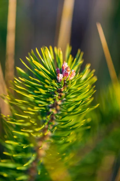 Pine Tree Květy Tlačítka Zblízka Stromy Kvetoucí Jaře — Stock fotografie