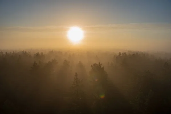 sun rising in mist covered forest. sun rays in fog with low visibility