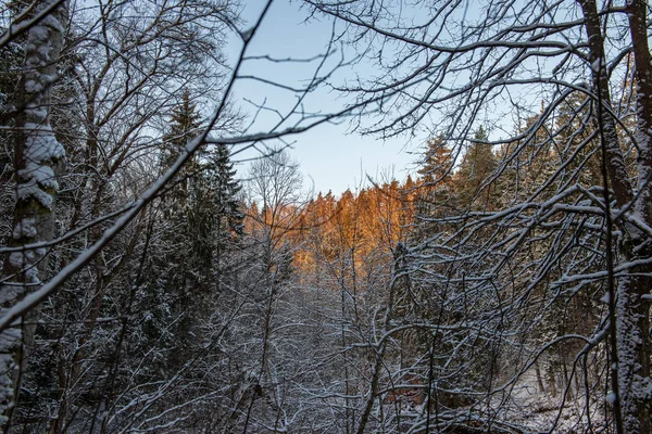Sonne Dichten Schneebedeckten Wald Erste Lichtstrahlen Die Auf Frostvereiste Äste — Stockfoto