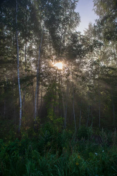 Natuurlijke Lichte Zonnestralen Schijnt Door Takken Zomerochtend Met Regendruppels Nat — Stockfoto
