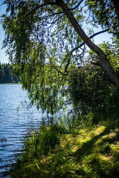 Foglie Albero Verde Fresco Sfondo Blu Acqua Sfocatura Paterna Colorata — Foto Stock