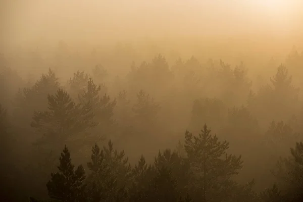 Sol Saliendo Bosque Cubierto Niebla Rayos Sol Niebla Con Baja — Foto de Stock