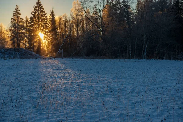 Sol Nascendo Floresta Coberta Neve Pesada Primeiros Raios Luz Brilhando — Fotografia de Stock