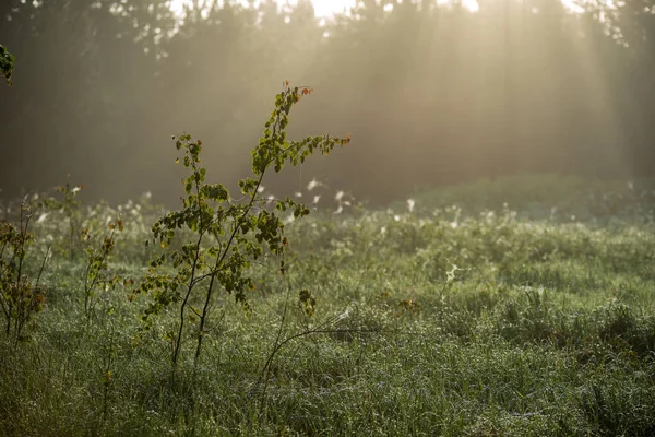 Sol Nascendo Neblina Floresta Coberta Raios Solares Nevoeiro Com Baixa — Fotografia de Stock