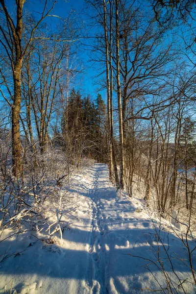 Sun Rising Heavy Snow Covered Forest First Rays Light Shining — Stock Photo, Image