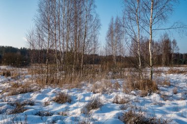 döküm gölgeler karda donmuş huş ağaçları. Kış frost alan tüm