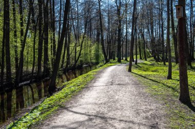 boş ülke stabilize yol çamur ile su birikintileri ve darbelere. kirli yol yüzeyi kum ve küçük taşlarla