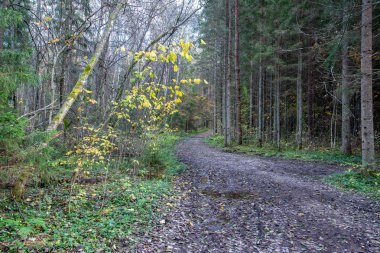 boş ülke stabilize yol çamur ile su birikintileri ve darbelere. kirli yol yüzeyi kum ve küçük taşlarla