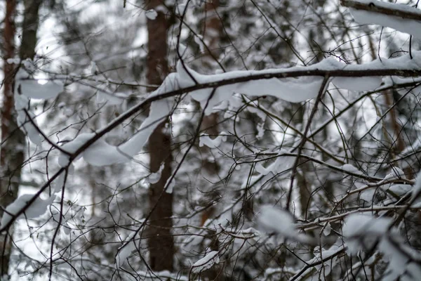 Χιόνι Κάλυψε Δέντρα Στο Δάσος Του Χειμώνα Ημέρα Συννεφιά Φορτία — Φωτογραφία Αρχείου
