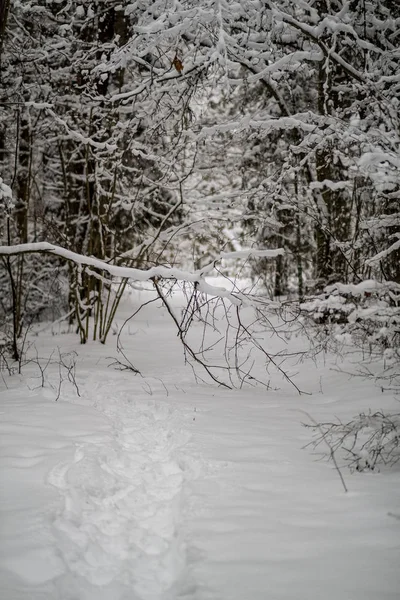 Заснеженные Деревья Зимнем Лесу День Пасмурный Грузом Снега — стоковое фото