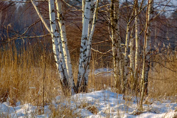 Eingefrorene Birken Werfen Schatten Schnee Winterfrost Auf Dem Ganzen Feld — Stockfoto