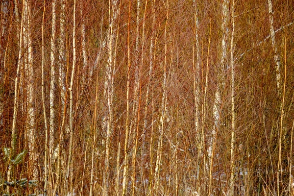 Заморожені Березові Дерева Кидають Тіні Сніг Зимові Морози Всьому Полі — стокове фото