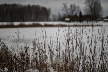 karlı kış günü dondurulmuş dondurma ile soğuk çim bents