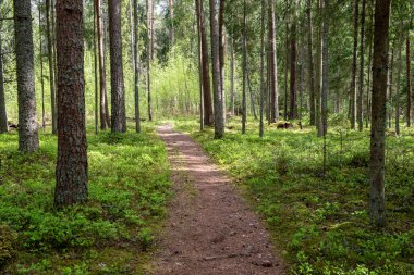 boş ülke stabilize yol çamur ile su birikintileri ve darbelere. kirli yol yüzeyi kum ve küçük taşlarla