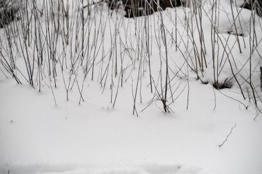 kar kış ormandaki ağaçlar kaplı. kar yükleri ile bulutlu gün