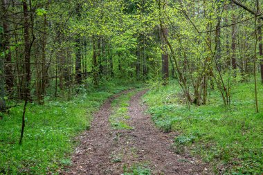 boş ülke stabilize yol çamur ile su birikintileri ve darbelere. kirli yol yüzeyi kum ve küçük taşlarla