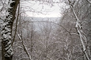 kar kış ormandaki ağaçlar kaplı. kar yükleri ile bulutlu gün