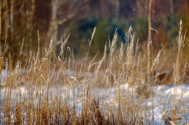 karlı kış günü dondurulmuş dondurma ile soğuk çim bents