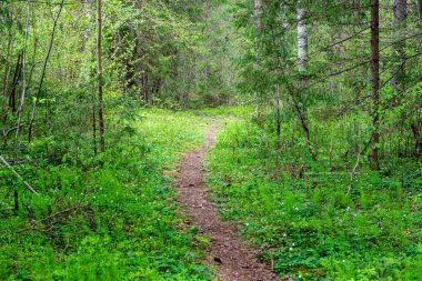 boş ülke stabilize yol çamur ile su birikintileri ve darbelere. kirli yol yüzeyi kum ve küçük taşlarla