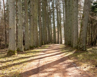 boş ülke stabilize yol çamur ile su birikintileri ve darbelere. kirli yol yüzeyi kum ve küçük taşlarla