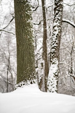 kar kış ormandaki ağaçlar kaplı. kar yükleri ile bulutlu gün