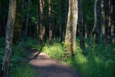 boş ülke stabilize yol çamur ile su birikintileri ve darbelere. kirli yol yüzeyi kum ve küçük taşlarla