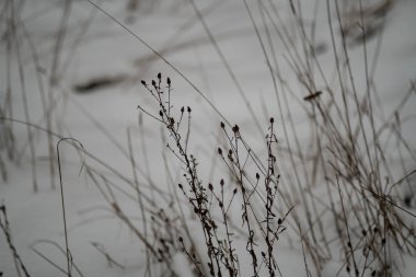 karlı kış günü dondurulmuş dondurma ile soğuk çim bents
