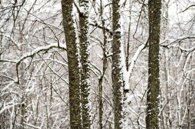 kar kış ormandaki ağaçlar kaplı. kar yükleri ile bulutlu gün