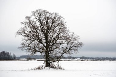 kar kış ormandaki ağaçlar kaplı. kar yükleri ile bulutlu gün