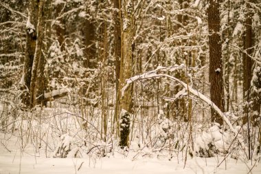 kar kış ormandaki ağaçlar kaplı. kar yükleri ile bulutlu gün