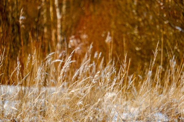 Морозна Трава Бухти Зимовий Сніжний День Сніговими Конусами Заморожені — стокове фото