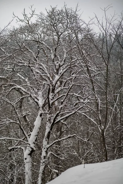 Árboles Cubiertos Nieve Bosque Invierno Día Nublado Con Montón Nieve — Foto de Stock