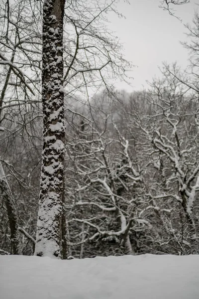 Árboles Cubiertos Nieve Bosque Invierno Día Nublado Con Montón Nieve — Foto de Stock