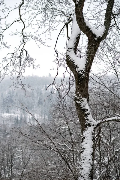 Pokryte Śniegiem Drzew Lesie Zimą Pochmurny Dzień Mnóstwem Śniegu — Zdjęcie stockowe