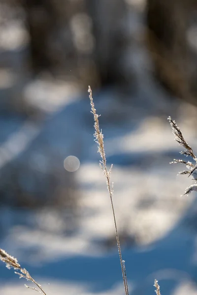 Tráva Bents Zimě Zasněžený Den Sníh Kužely Zmrazené — Stock fotografie