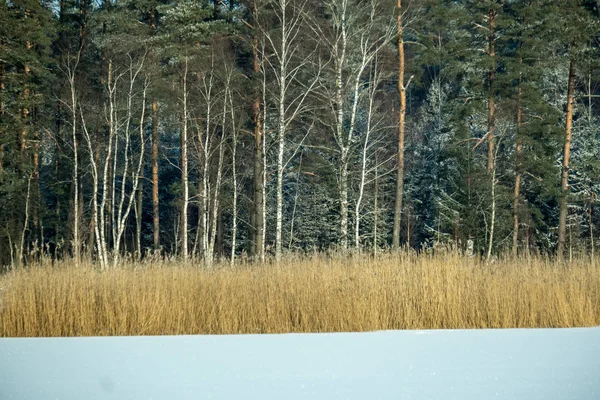 Bevroren Berken Bomen Gieten Schaduwen Sneeuw Winter Frost Heel Veld — Stockfoto