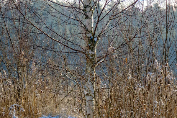Eingefrorene Birken Werfen Schatten Schnee Winterfrost Auf Dem Ganzen Feld — Stockfoto