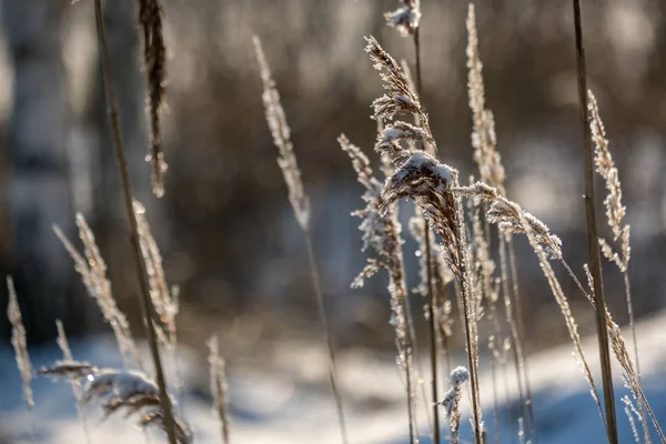 Frostigt Gräs Bents Snöig Vinterdag Med Snö Kottar Fryst — Stockfoto