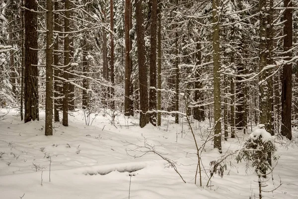 Alberi Innevati Nella Foresta Invernale Giornata Nuvolosa Con Tanta Neve — Foto Stock