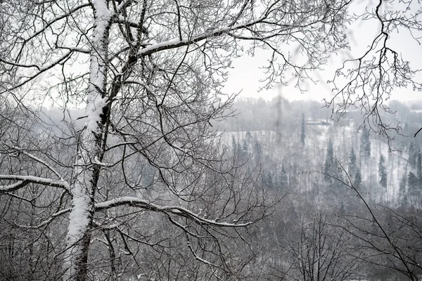 Schnee Bedeckte Bäume Winterwald Bewölkter Tag Mit Viel Schnee — Stockfoto